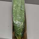 Single Silky Artificial Boston Fern Bush, 49Inch Large Artificial Ferns for Outdoors, Large Faux Ferns Artificial Plants,Suitable for Decorating Office, Living Room Faux Greenery,95Branches