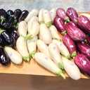 3 x Seeds Eggplant Long Mix- Heirloom Vegetable - GMO free