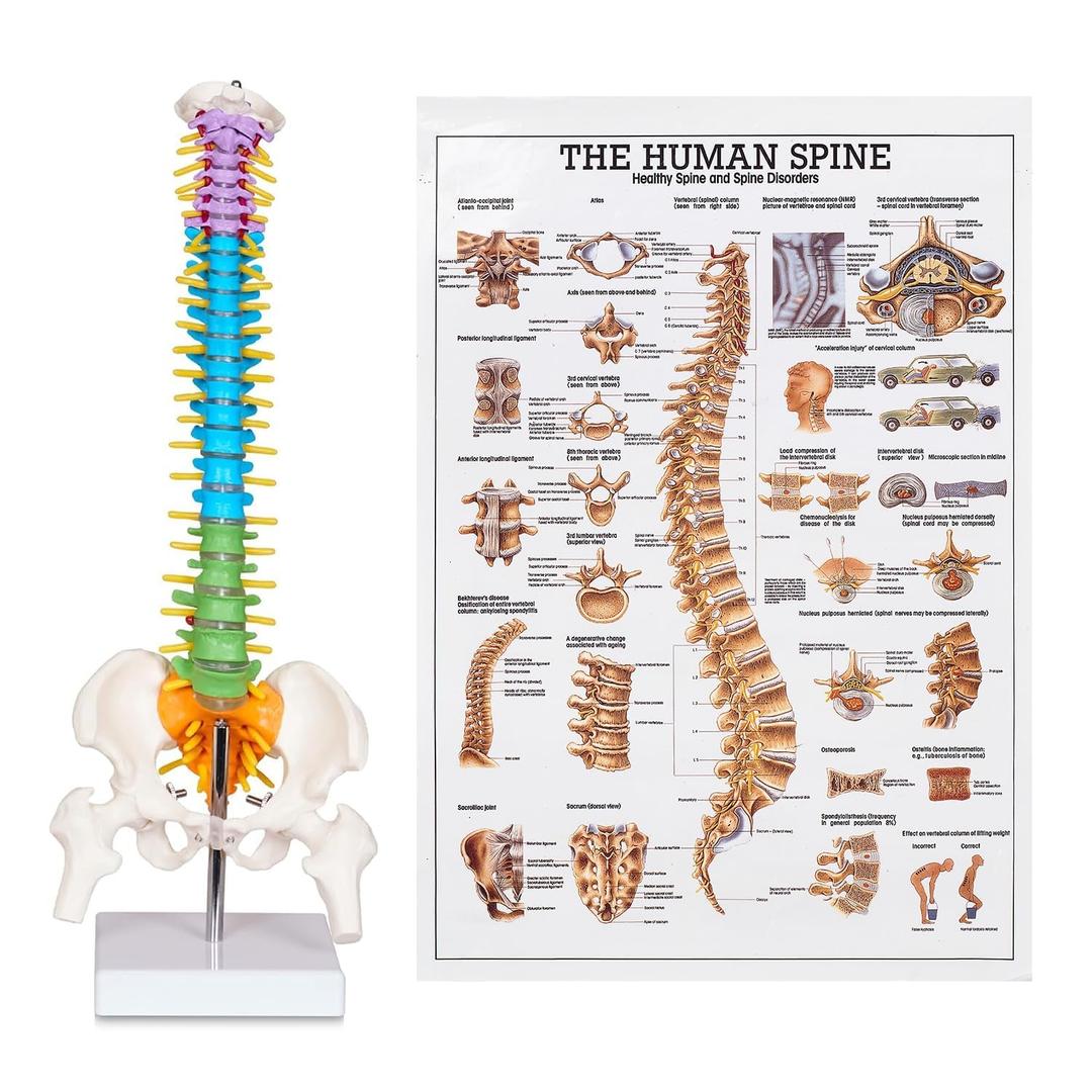 breesky Scientific Mini Spine Model, 15.5 Anatomical Spine Model with All Nerves, Human Anatomy Model with Stand for Instruction, Study and Display