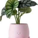 TOPOLA Happy Face Planter, 5.2 Inches Plastic Plant Pot, Self Watering Plant Pot with Drainage Holes for Indoor Outdoor, Succulent Pot, Funny Flower Pot, Sakura