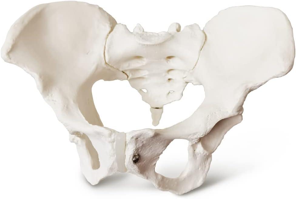 2025 New Female Pelvis Model,Life Size Female Pelvic Skeleton Model, Anatomy Medical Model for Science Education, Study of the Anatomical Features
