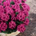 Hananona Artificial Geranium Flowers for Outdoors Geranium Silk Flowers Outdoor UV Resistant Garden Plants Faux Flowers for Home Kitchen Table Centerpieces Decor (12, Rose Red)