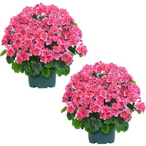 QIANYUN Artificial Geranium Bush  20 Inch Outdoor Potted Artificial Plant for Front Porch, UV Resistant Faux Flower Bush for Garden, Yard & Patio Decor (2 Pack) (Dark Pink)