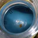 BSISUERM Dog Puzzle Toy Adjustable Treat Dispensing Ball Food Dispenser Tough Slow Feeder Puppy Enrichment Training Toy Pet Interactive Chase Toys for Small Medium Large Dogs to Keep Them Busy, Green