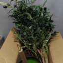 6ft Faux Olive Tree, Artificial Olive Tree Indoor, High Imitation Silk Plant Fake Olive Tree with Realistic Leaves and Fruits, Suitable for Home Living Room Office Decoration