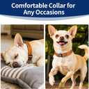 2 x Kazazoo Reflective Dog Collar with Soft Padding Dog Collar for Medium & Small Dogs, No Pull, Heavy Duty, Adjustable Nylon Collar with Quick-Release Buckle, Walking Training-Orange-XS