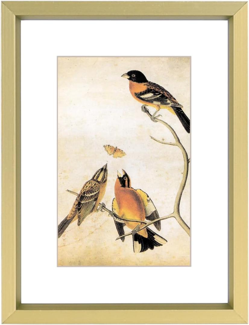 3x4 Picture Frame, Brass Metal Photo Frames with HD Glass, Fits 2x3 with Mat or 3 x 4 without Mat, Display for Wall and Table, 1 Pack