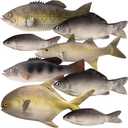 Blueweenly 8 Pcs Realistic Fake Fish Toy 6 Types Lifelike Stuffed Artificial Fish Models for Photography Props Party Favor Display Kitchen Decor