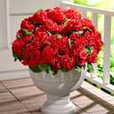 Waipfaru 12Pcs Artificial Fake Flowers for Outdoors, UV Resistant Outdoor Faux Plants, Silk Geraniums Red Flower for Garden Porch Planter Patio Balcony Yard Indoor Home Decoration (12, Red)