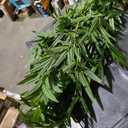 Artificial Bamboo Tree, 5ft Tall Fake Bamboo Plant with White Planter, Faux Trees with 5 Trunks and Lifelike Leaves for Indoor Outdoor Home Office Décor