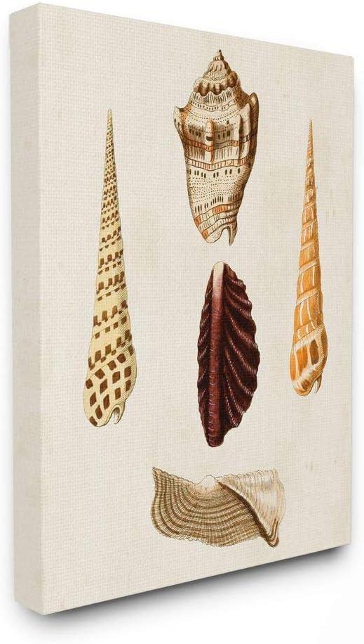 Stupell Industries Antique Warm Brown Patterned Round Sea Shell Vintage, Designed by G.W. Knorr Wall Art, 36x48, Canvas