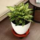 5 Packs Large Plant Caddy with Wheels 13" Rolling Wheeled Plant Stands Heavy-duty Plastic Flower Pot Roller Base Movers Indoor Outdoor Planter Dolly with Casters Trolley, Red