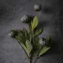 VIERENA 6 Pcs Faux Silk Peony Artificial Flowers for Vase -27", Bulk Fake Peonies Branches with Stems for DIY Bouquet Centerpieces Wedding Fillers Arrangements Shower Decorations (Dark Gray)
