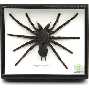 Real Giant Bird Eating Tarantula EURYPEIMA SPINCRUS Spider Taxidermy Transparent Boxed Display (Black Wooden Box)