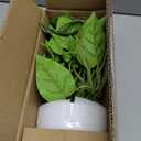 Artificial Plants Faux Pothos with Plastic White Pot Artificial Potted Plant for Home Office Bedroom Indoor Outdoor Decor 1 Pack(Light Green)