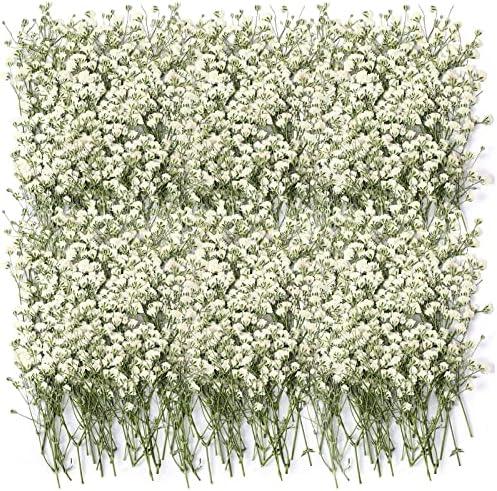 Tinideya 100 Pcs Dried Babys Breath Flowers Bulk Babys Breath Real Pressed Flowers Natural Gypsophila for Resin Wedding Art Craft Baby Shower DIY Invitations Scrap Booking Card Making(Ivory White)