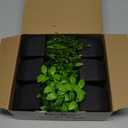 Der Rose 6 Pack Fake Plants Mini Artificial Plants for Home Office Farmhouse Bathroom Shelf Decor Indoor