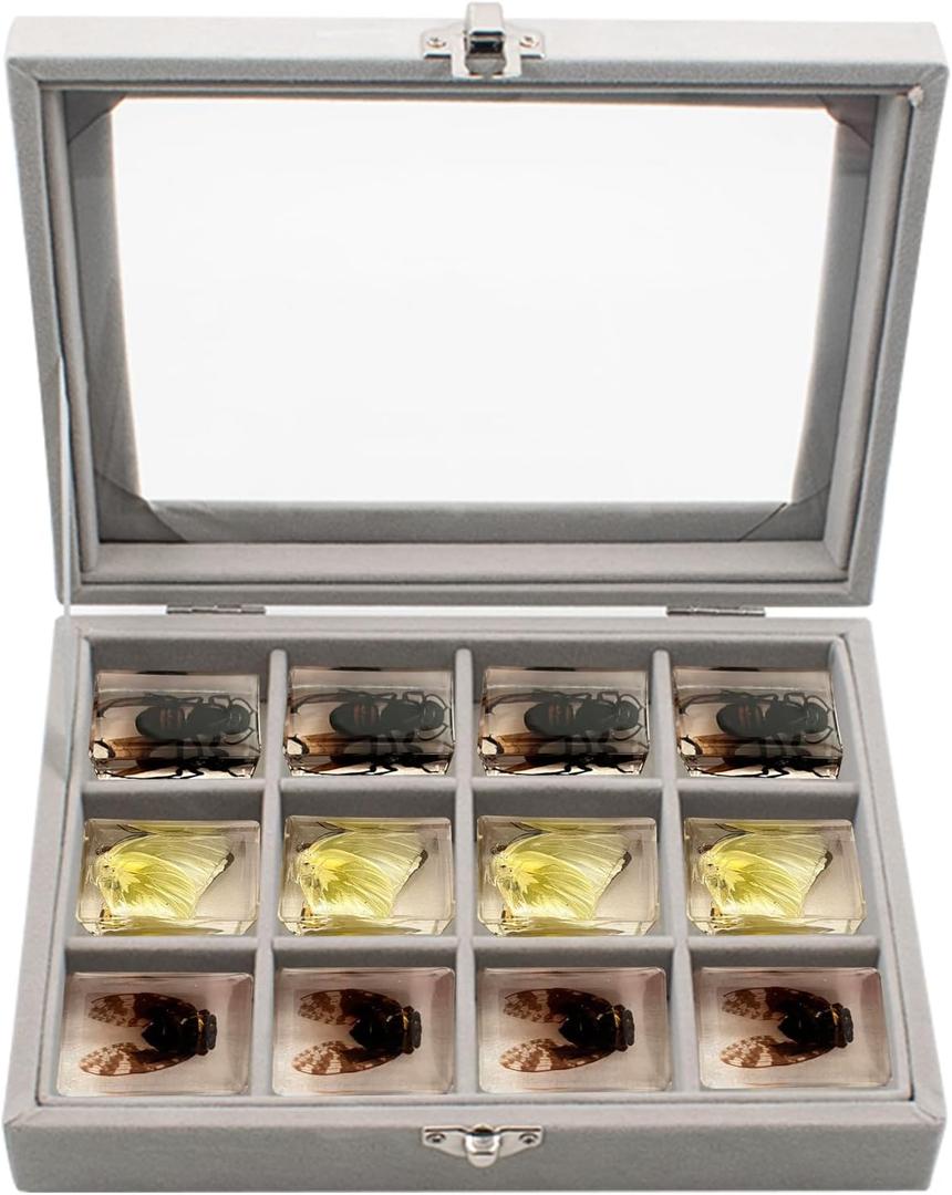 Insect Resin Specimen Box with 12 Grids, Clear Top Insect Specimen Storage Box for Biology Science (Box Only), Grey