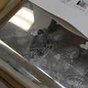 NearMoon Rain Shower Head, High Flow Stainless Steel Square Rainfall Shower, Waterfall Bath Shower Body Covering, Ceiling or Wall Mount (12 Inch, Chrome Finish)