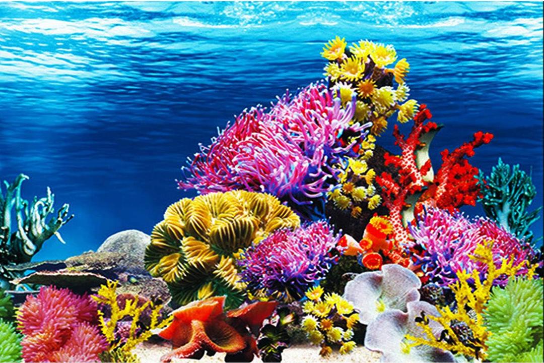 ELEBOX Aquarium Background Poster, Undersea Water Plants Sea Anemone Coral Aquarium Decor Background Double Sides Fish Tank Background Sticker Decorations 10 Gallon Tank 11.8" x 16.5"