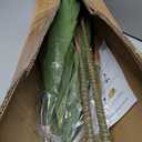 Nearly Natural 48in Artificial Dracaena with Real Touch Leaves and Multi Tonal Trunks, Large Indoor Silk Plant with Pot, Maintenance Free For Living Room And Home Office Decor