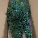 5ft Norfolk Pine Christmas Tree UV Resistant, 60in Faux Norfolk Pine Tree with Soft Real Touch Clearly Textured Leaves, Sturdy Artificial Pine Tree for Porch Patio Outdoor Decor