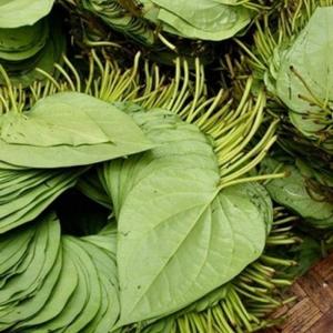 Posterazzi Betel Leaves Poster Print, (8 x 10)