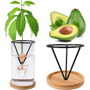 Avocado Tree Growing Kits, Avocado Growing Vase Wooden Base Avocado Seed Starter Vase Glass Plant Pot Easy Seed Sprout Starter Gift for Women Gardening Lovers Home Office Table Decoration (Black)