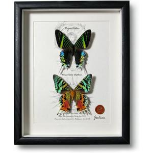 ArsVenciik Real Framed Moth Specimen Duo - Preserved Sunset & Urania Taxidermy - Metallic Rainbow Shadow Box Wall Art - Handmade Insect Decor & Gift for Butterfly/Moth Lovers