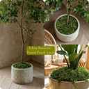 7OZ Moss for Plants Indoor, Natural Looking Faux Grass for Crafts, Terrariums, Fairy Gardens, Floral Arrangements - Artificial Spanish Moss Alternative for Home Decor (200g) (Fresh Green)