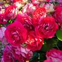 4 x 305+ Climbing Rose Rosa Seeds for Planting Outdoors-Strong Fragrant Rose Plant for Trellis and Archways Low Maintenance (EXP 05/09/29)