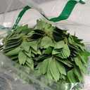 DIYDOFUN 48 PCS Artificial Italian Ruscus Greenery - Fake Silk Green Leaf Stems for DIY Wedding Arrangements Garland Arch Bouquet Table Centerpieces Fireplace Hearth Decorations