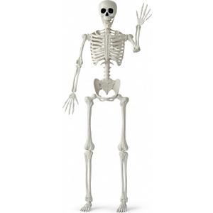 JOYIN 5 FT Halloween Skeleton Life Size, Stayable Posable White Skeleton Decor, Full Body Movable Joints Giant Skeletons for Halloween Decoration, Spooky Scary Graveyard Party, Haunted House Prop