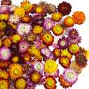 CITYES 60 Pcs Natural Dried Daisy Flowers Heads Bulk Gerbera Daisies Multicolor Real Sunflowers Chrysanthemum Dry Flower Arrangements for Wedding Decor Home Party Decoration Headband DIY Craft