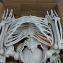 UMEELR 5.4FT Halloween Life Skeleton with Spider, Full Size Skeleton for Halloween Patio Lawn Garden Props Spooky Party Decoration
