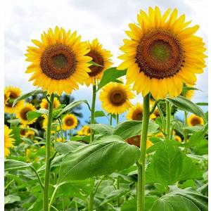 2 x 394+ Giant Mammoth Sunflower Seeds for Planting, Pack for 2027 USA Premium Non-GMO Flower Seeds - Bulk Packet, Heirloom, High Germination, Helianthus annuus (EXP 12/31/27)