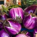 10 x 30+ Seeds Eggplant Round Mix - Vegetable Multicolor