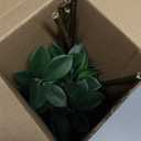 Suncalla 6 Pcs Artificial Greenery Stems 28 Inch Tall Faux Bay Leaf Branches Spring Fake Greenery Plants Plastic Bay Laurel Stems for Vase Filler, Wedding Table Centerpieces, Neutral Modern Home Decor