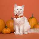 XL Halloween Puppy Collar with Cotton Flowers, Durable Metal Buckle, 16-26in