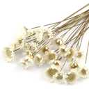 100 Stems Natural Dry Flowers Brazilian Small Star Daisy Decorative Dried Flowers Mini Daisy Chamomile Bouquet for Wedding Floral Arrangements Home Decorations (White)