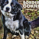 Border Collies Calendar 2018: 16 Month Calendar