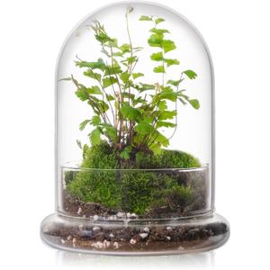 WHJY 6 inches Glass Cloche for Indoor Plants Small Terrarium Glass Cloche with Base Mini Cloche Dome with Base for Display Home Decor