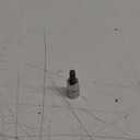 Capri Tools 30034 8mm XZN Triple Square Bit Socket with 3/8-Inch Drive, Model: CP30034