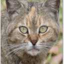 Trademark Fine Art Pretty Kitty by Patty Tuggle Canvas Wall Art, 18 by 24-Inch