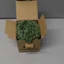 UGASA Velvet 12x20 Inch Lumbar Soft Throw Pillow Cover Boho Farmhouse Decorative Corduroy Striped Both Sides Solid Rectangular Cushion Case for Couch Bedroom Sofa Home, 1 Piece, Moss Green