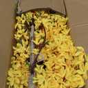 6Ft Tall Artificial Forsythia Tree, Fake Tree Faux Silk Plant with Plastic Nursery Pot, Artificial Plants for Home Office Indoor Decor(Yellow)