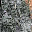 Giegxin 1000 Pcs 3 Kinds Mixed Eucalyptus Leaves Stems Bulk Artificial Silver Dollar Leaves Picks Dried Eucalyptus Bundle Faux Spray for Wedding Vase Bouquet Floral Arrangement (Green)