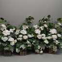 Ling's moment 17.5" Tall Standing Artificial Flowers Arrangements 4 pcs Wedding Aisle Runner Chair Decorations White Sage Centerpieces for Ceremony Reception Rose Floral Party Outdoor Decor