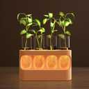 Plant Propagation Station with LED Light, 10-Level Dimmable Desk Plant Stand for Hydroponic Plants, 4 Glass Test Tubes Propagated Plant Holders for Indoor Home Decor Gardening Gifts