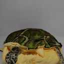 Wearable Turtle Shell Giant Turtle Stuffed Animal Tortoise Plush Toys Doll (Medium)